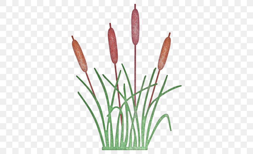 Cattail Cheery Lynn Designs Plant West Cheery Lynn Road Tulip, PNG, 500x500px, Cattail, Cheery Lynn Designs, Commodity, Cut Flowers, Die Download Free