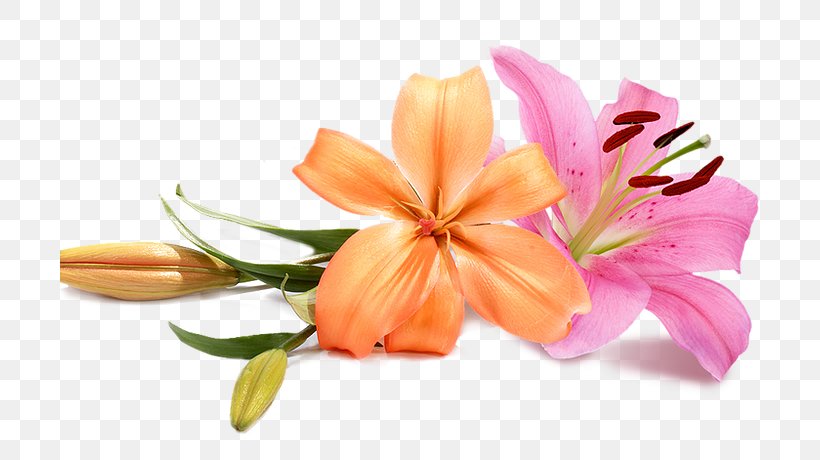 Wedding Flower Bouquet Clip Art, PNG, 700x460px, Wedding, Bride, Cut Flowers, Florist, Flower Download Free