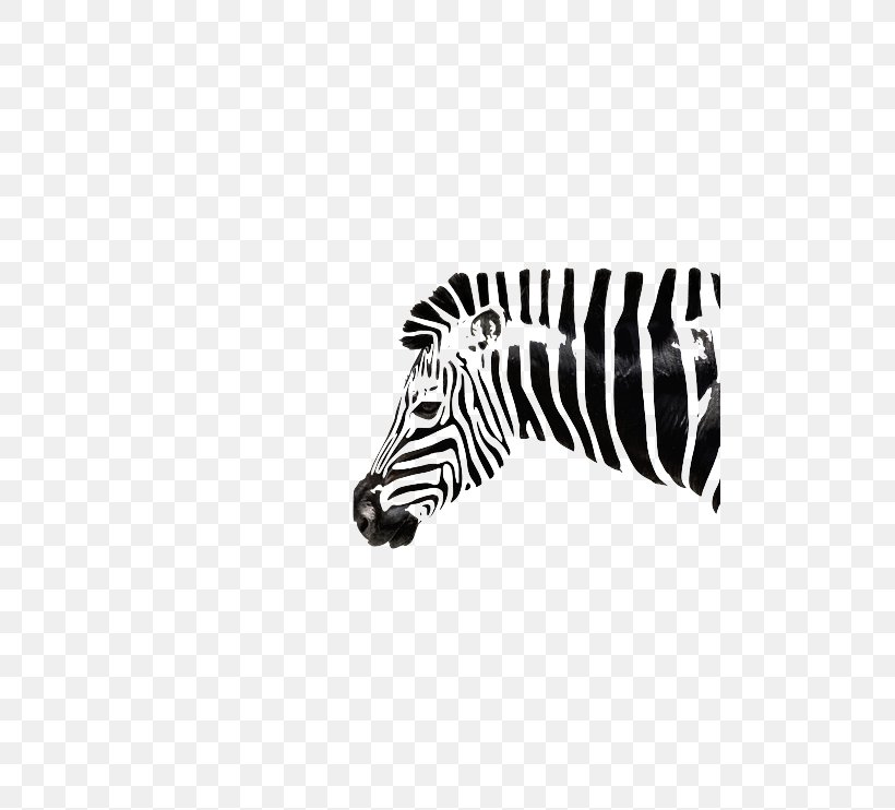 Zebra Zorse Quagga Horse Foal, PNG, 500x742px, Zebra, Animal, Animal Print, Baby Monkeys, Black Download Free