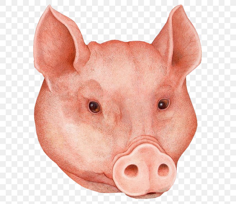 Domestic Pig Мертвые хорошо пахнут: [сборник] Mask Drawing, PNG, 620x709px, Pig, Domestic Pig, Drawing, Food, Halloween Download Free