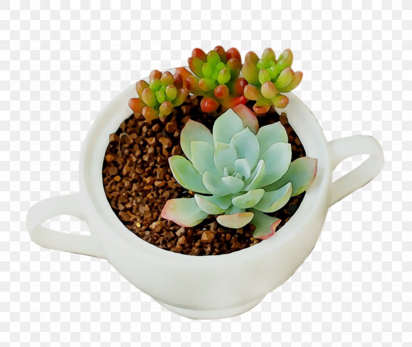 Houseplant Flowerpot, PNG, 1690x1424px, Houseplant, Cactus, Cup, Drinkware, Echeveria Download Free
