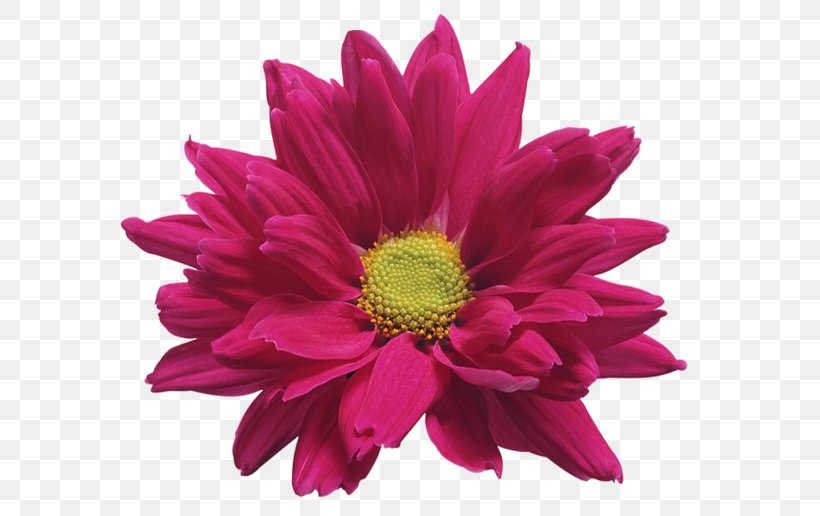 Cut Flowers Chrysanthemum ×grandiflorum Clip Art, PNG, 600x516px, Cut Flowers, Annual Plant, Aster, Chrysanthemum, Chrysanthemum Grandiflorum Download Free
