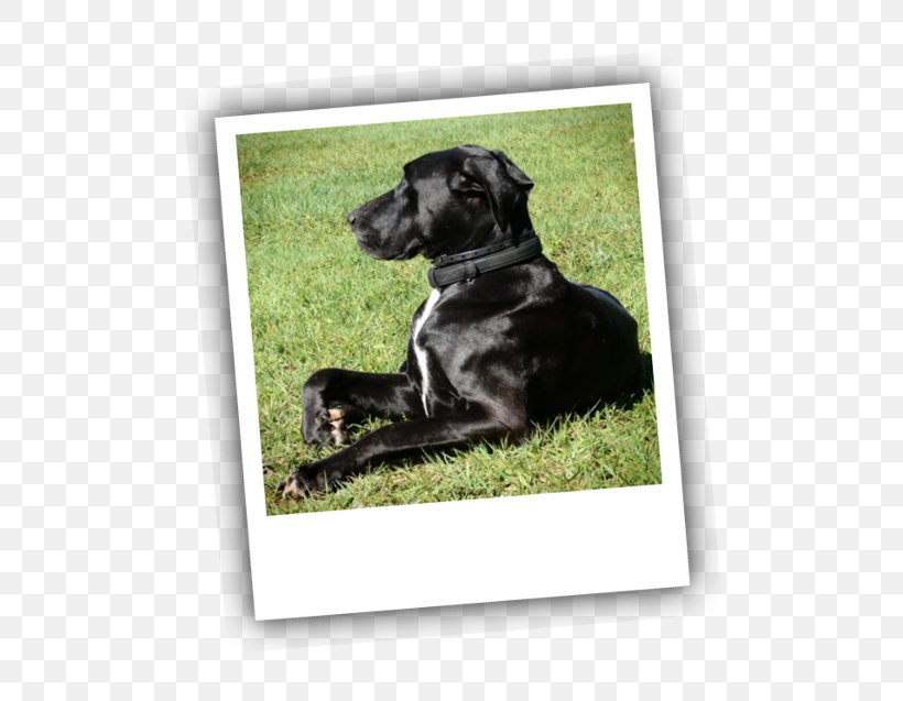 Labrador Retriever Puppy Dog Breed Obedience Training, PNG, 600x637px, Labrador Retriever, Breed, Crossbreed, Dog, Dog Breed Download Free