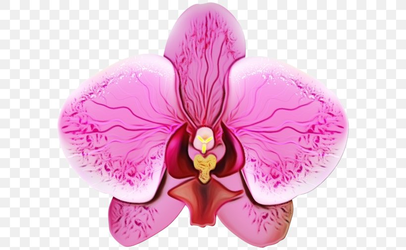 Pink Moth Orchid Petal Flower Violet, PNG, 600x506px, Watercolor, Flower, Flowering Plant, Magenta, Moth Orchid Download Free