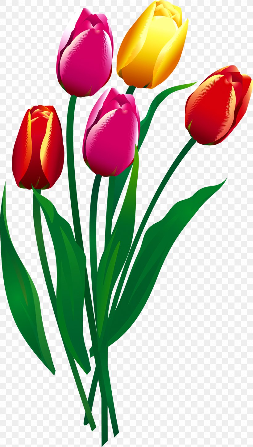 Tulip Flower, PNG, 1300x2297px, Tulip, Cut Flowers, Floral Design, Floristry, Flower Download Free