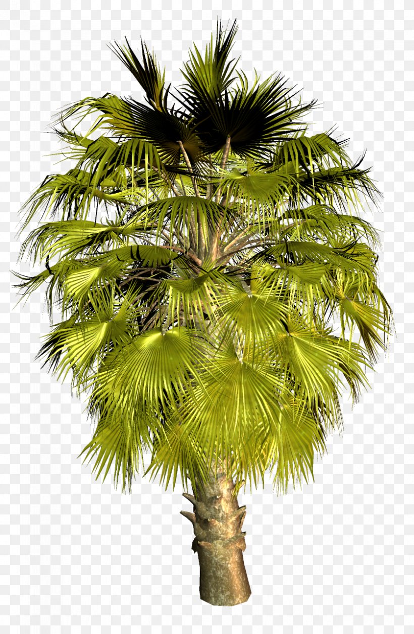 Asian Palmyra Palm Palm Trees Image Coconut, PNG, 837x1284px, Asian Palmyra Palm, Areca Nut, Arecales, Attalea Speciosa, Babassu Download Free
