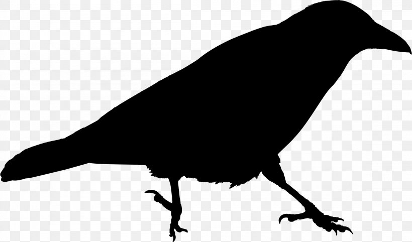 Clip Art American Crow Royalty-free Pigeons And Doves Image, PNG, 2308x1358px, American Crow, Beak, Bird, Blackbird, Crow Download Free