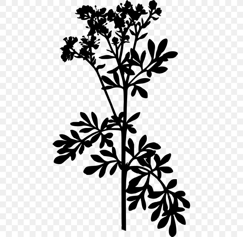 Common Rue Herb Medicinal Plants Food, PNG, 465x800px, Common Rue, Black And White, Botanical Illustration, Branch, Culinary Arts Download Free
