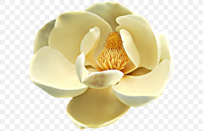 Desktop Wallpaper Petal Flower, PNG, 600x528px, Petal, Display Resolution, Flower, Flower Garden, Magnolia Family Download Free