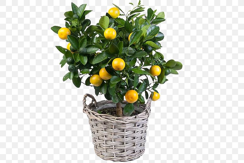 Treelet Crock Flowerpot Citrus Fruit Garden, PNG, 550x550px, Treelet, Bitter Orange, Calamondin, Citrus, Citrus Fruit Download Free