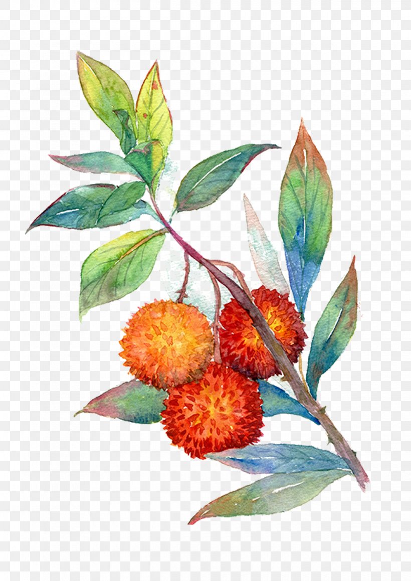 Cherry Fruit Auglis Illustration, PNG, 1240x1754px, Cherry, Auglis, Branch, Drawing, Food Download Free