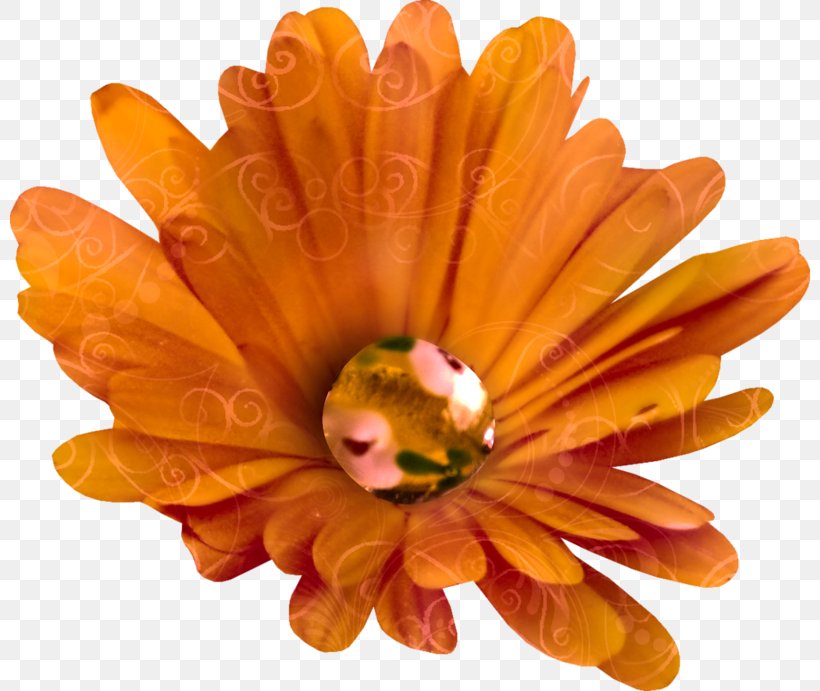 Chrysanthemum Clip Art, PNG, 800x691px, Chrysanthemum, Blog, Color, Daisy Family, Flower Download Free