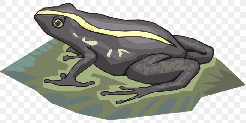 Frog Amphibian Tadpole Clip Art, PNG, 1000x500px, Frog, Amphibian, Animation, Grodor, Lithobates Clamitans Download Free