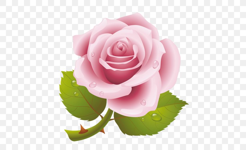 Garden Roses Cabbage Rose Pink Floribunda Clip Art, PNG, 500x500px, Garden Roses, Cabbage Rose, China Rose, Cut Flowers, Floral Design Download Free
