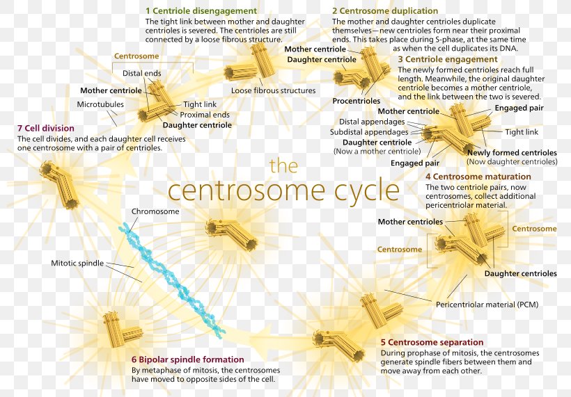 Microtubule Organizing Center Cell Division Centrosome Cycle Mitosis, PNG, 800x571px, Cell Division, Biology, Cell, Cell Cycle, Centriole Download Free