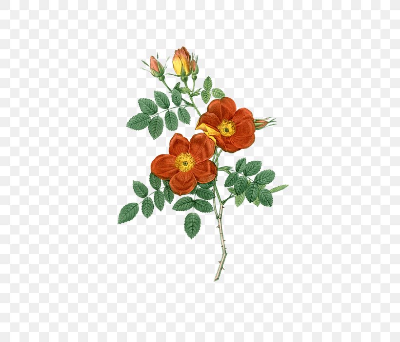 Roses Austrian Briar Sweet-Brier Flower Botany, PNG, 473x700px, Roses, Art, Austrian Briar, Botanical Illustration, Botany Download Free