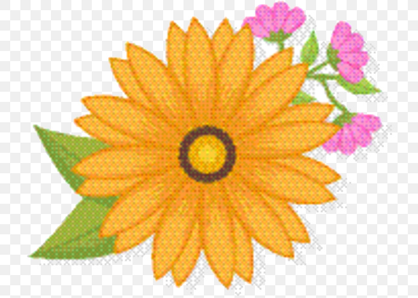 Sunflower, PNG, 731x585px, Chrysanthemum, Calendula, Dahlia, Daisy Family, English Marigold Download Free
