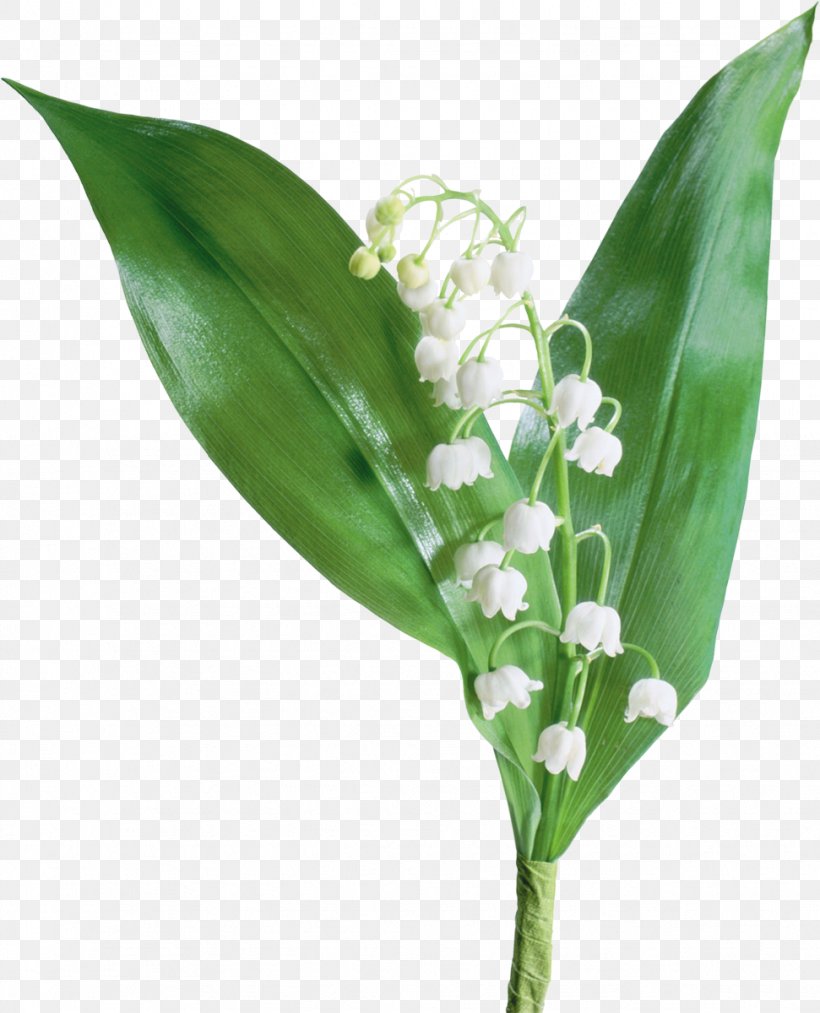 The Lily Of The Valley France Flower, PNG, 971x1200px, Lily Of The Valley, Convallaria, Flower, France, Leaf Download Free