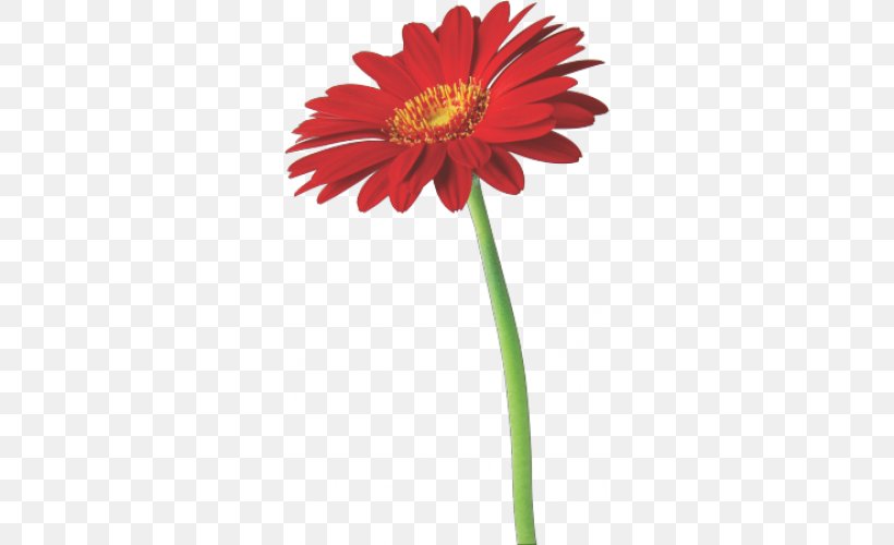 Cut Flowers Desktop Wallpaper Transvaal Daisy Floral Design, PNG, 500x500px, Flower, Annual Plant, Blanket Flowers, Chrysanthemum, Common Sunflower Download Free