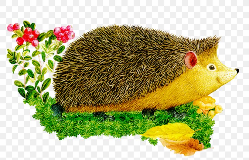 European Hedgehog Hérisson Animal Illustrations Clip Art, PNG, 800x528px, European Hedgehog, Animal, Animal Illustrations, Domesticated Hedgehog, Drawing Download Free