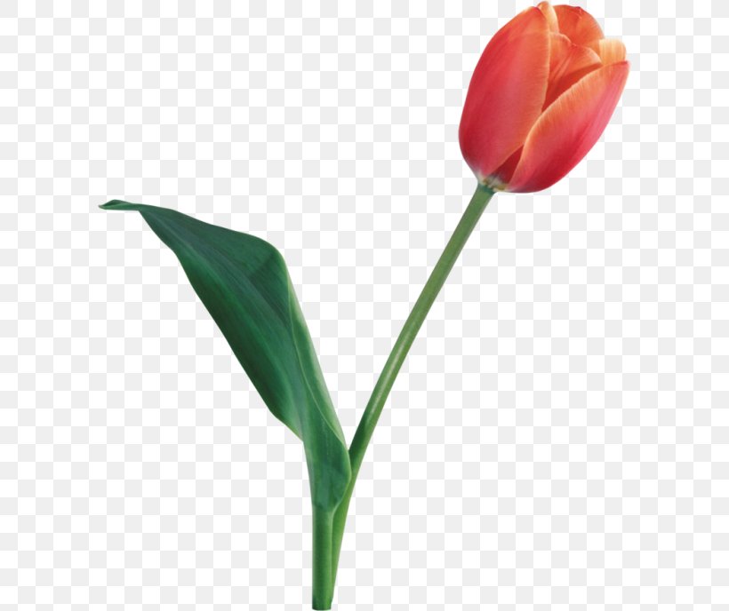Flower Tulip Clip Art, PNG, 600x688px, Flower, Bud, Cut Flowers, Data Compression, Display Resolution Download Free