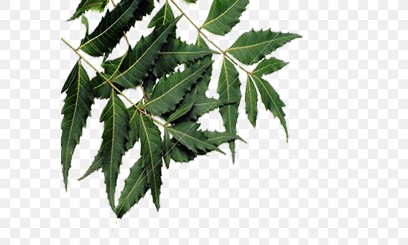 Leaf Neem Tree Neem Oil Plant, PNG, 576x494px, Leaf, Anthelmintic, Antifungal, Ayurveda, Branch Download Free