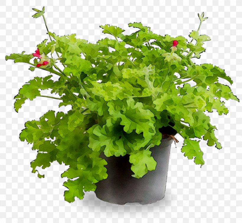 Parsley Coriander, PNG, 1199x1107px, Parsley, Annual Plant, Chervil, Coriander, Flower Download Free