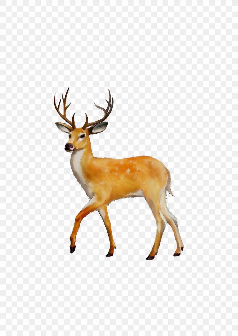 White-tailed Deer Clip Art Red Deer, PNG, 2480x3508px, Deer, Antler, Elk, Fawn, Horn Download Free