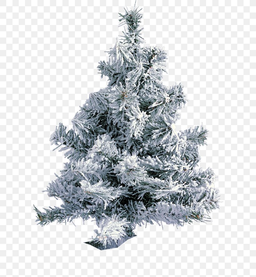 Fir Christmas Tree Parabéns Pra Jesus Pine, PNG, 610x886px, Fir, Branch, Cedar, Christmas, Christmas Decoration Download Free