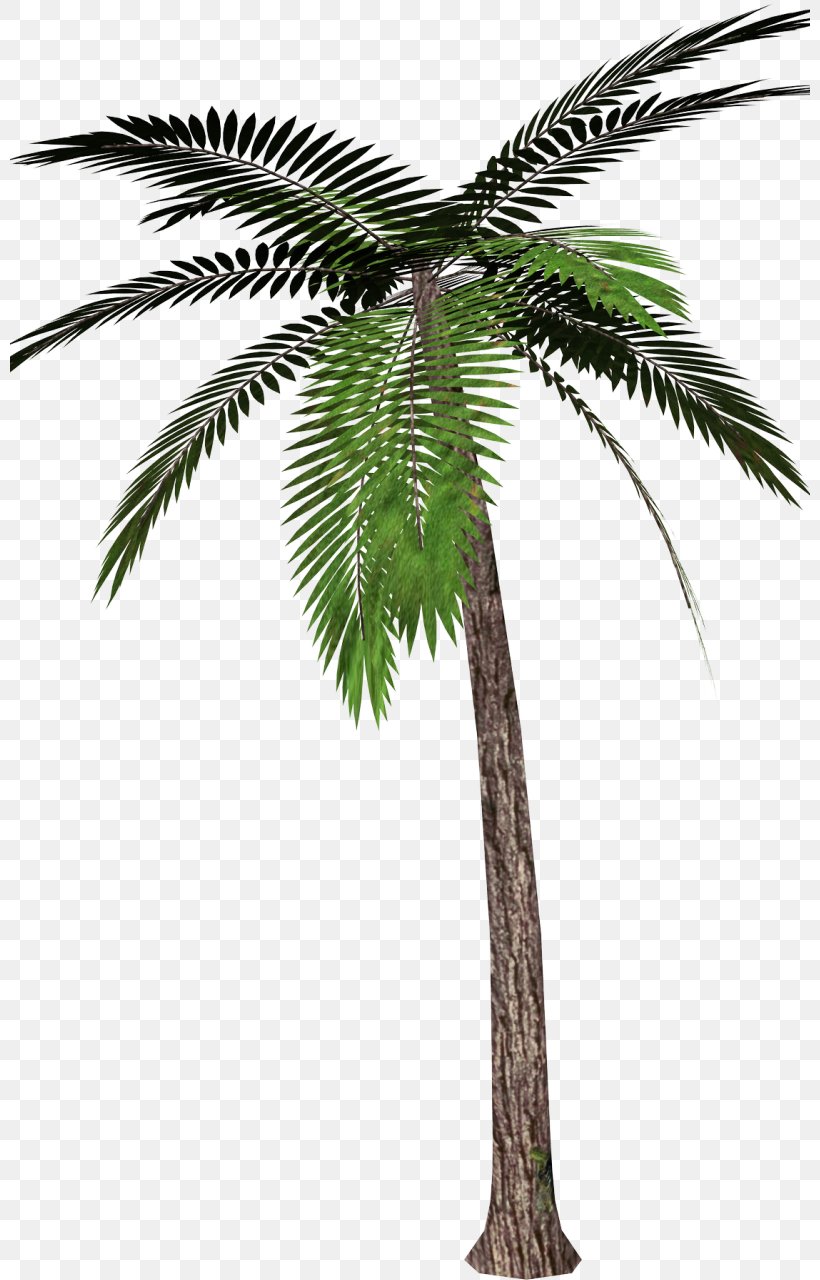 Palm Trees Clip Art Image Canary Island Date Palm, PNG, 800x1280px ...