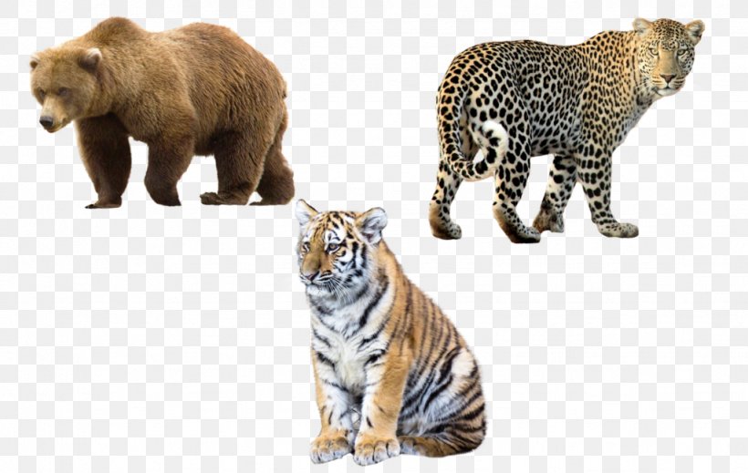 Tiger Leopard Clip Art, PNG, 1024x649px, Tiger, Animal Figure, Big Cats, Carnivoran, Cat Like Mammal Download Free