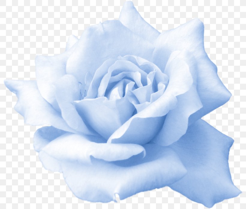 Butterfly Rose Artificial Flower Desktop Wallpaper, PNG, 800x699px, Butterfly, Artificial Flower, Blue, Blue Rose, Cut Flowers Download Free