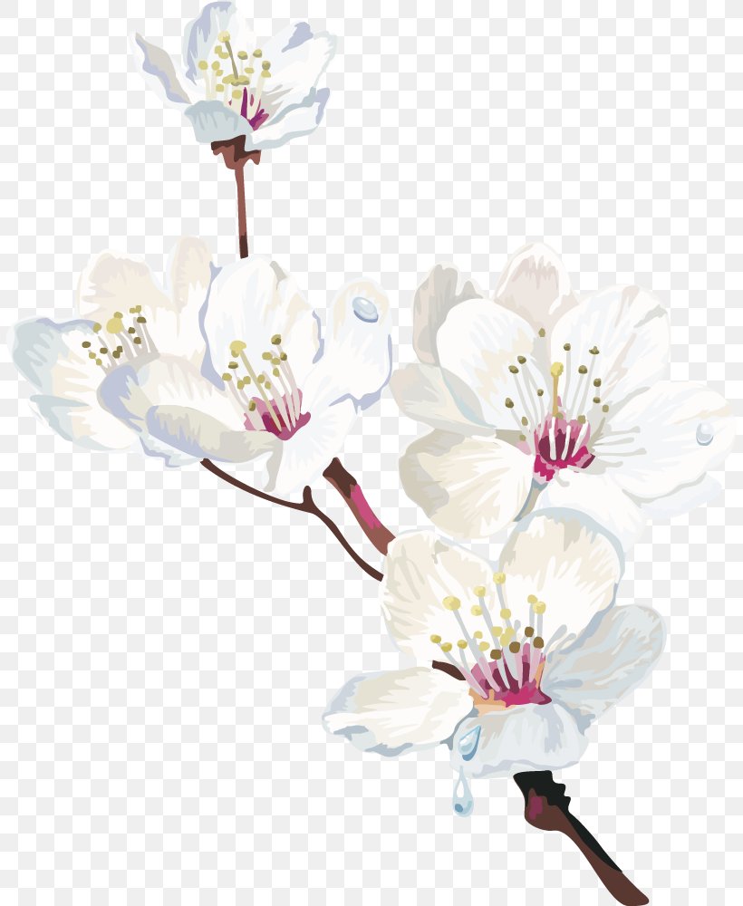 Cape Jasmine White Flower Clip Art, PNG, 806x1000px, Cape Jasmine, Blossom, Branch, Button, Cherry Blossom Download Free