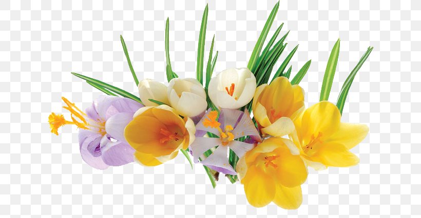 Floral Design Cut Flowers Crocus Flower Bouquet, PNG, 636x426px, Floral Design, Crocus, Cut Flowers, Diaporama, Floristry Download Free