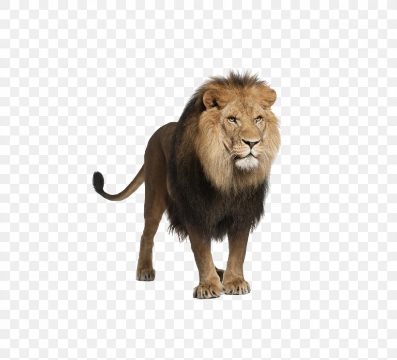 Lion Felidae Clip Art, PNG, 1069x971px, Lion, Big Cats, Carnivoran, Cat Like Mammal, Felidae Download Free