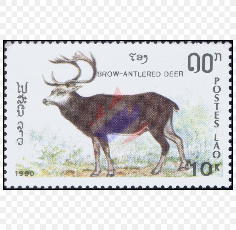 Reindeer Elk Cattle Antler Antelope, PNG, 800x800px, Reindeer, Antelope, Antler, Cattle, Cattle Like Mammal Download Free