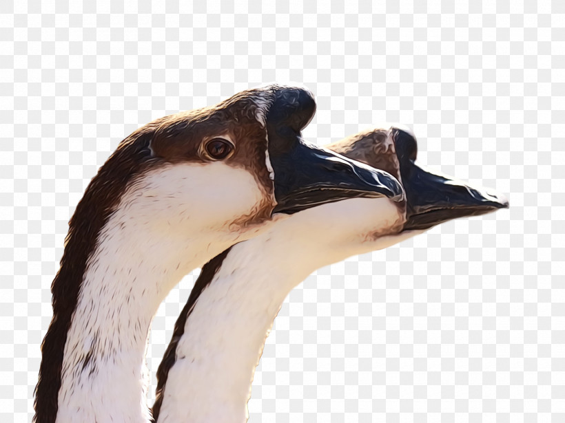Bird Beak Water Bird Neck Goose, PNG, 1920x1440px, Goose, Animal, Beak, Bird, Ducks Geese And Swans Download Free