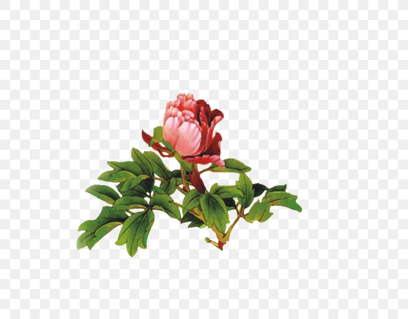 Garden Roses Moutan Peony Download Icon, PNG, 640x640px, Garden Roses, Artificial Flower, Branch, Cut Flowers, Floral Design Download Free