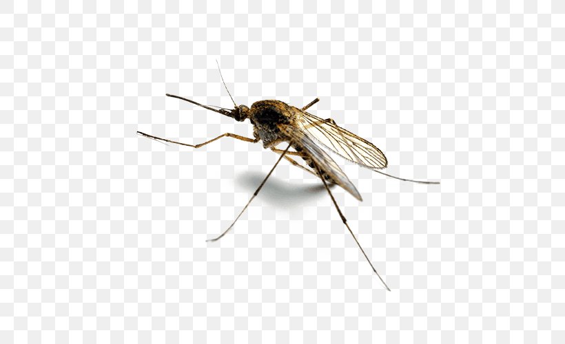 Marsh Mosquitoes Household Insect Repellents Pest Control Mosquito Control, PNG, 500x500px, Marsh Mosquitoes, Arthropod, Backyard, Cricket, Culex Quinquefasciatus Download Free