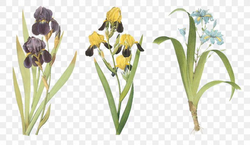 Paper Iris Family Iris Xiphium Art, PNG, 1600x927px, Paper, Art, Botanical Illustration, Cut Flowers, Flora Download Free