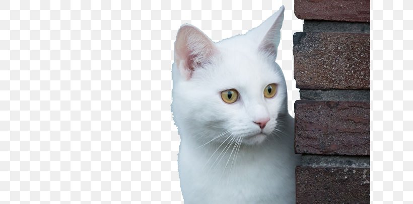 Congenital Sensorineural Deafness In Cats Kitten Eye Wallpaper, PNG, 650x406px, Cat, Aegean Cat, American Shorthair, Burmilla, Cat Like Mammal Download Free