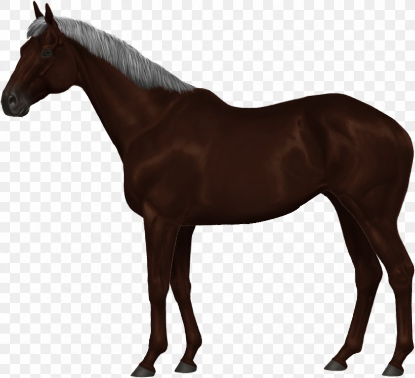 Mare Mustang Dutch Warmblood Stallion Mane, PNG, 834x761px, Mare, Bit, Bridle, Colt, Dutch Warmblood Download Free