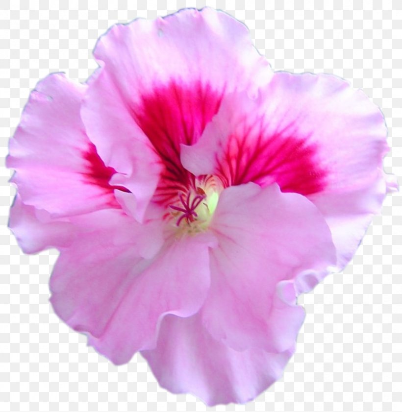 Rosemallows Crane's-bill Azalea Annual Plant Pink M, PNG, 832x854px, Rosemallows, Annual Plant, Azalea, Family, Family Film Download Free