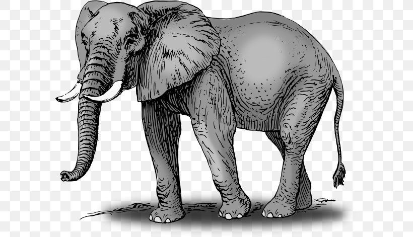 African Bush Elephant Asian Elephant Clip Art, PNG, 600x471px, African Bush Elephant, African Elephant, Art, Asian Elephant, Black And White Download Free