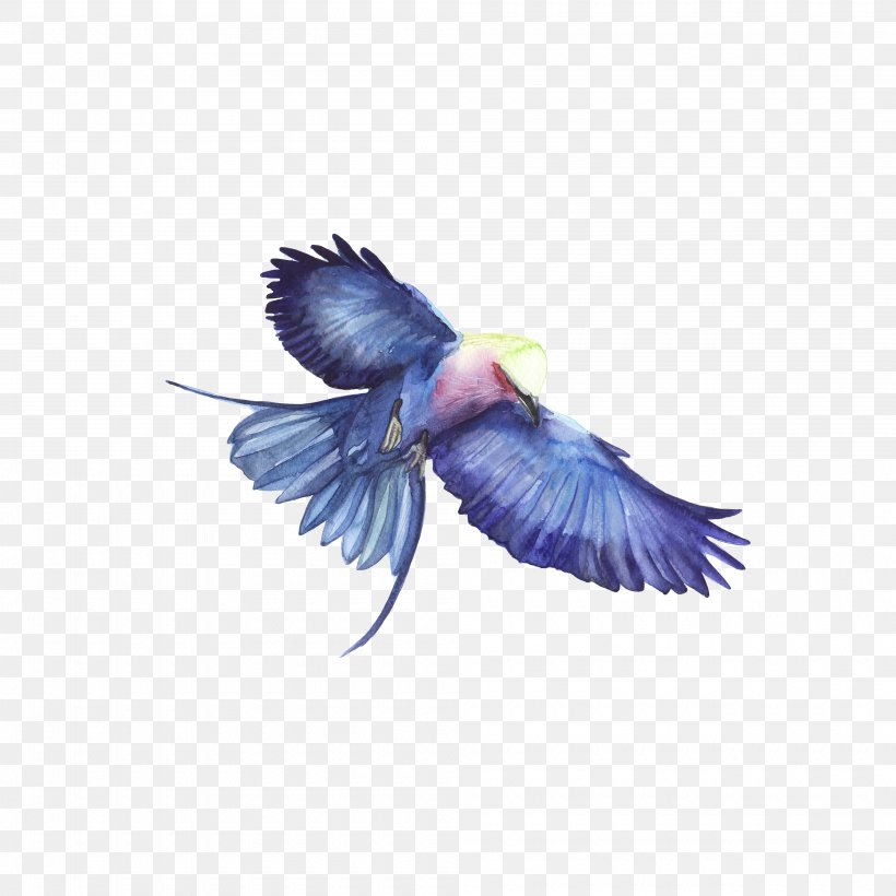 Bird Hawk Blue, PNG, 4000x4000px, Bird, Beak, Blue, Bluebird, Eagle Download Free