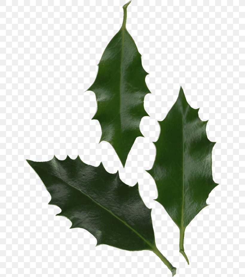 Common Holly Leaf Oregon Grape Japanese Holly Tree, PNG, 650x930px, Common Holly, Aquifoliaceae, Aquifoliales, Holly, Japanese Holly Download Free