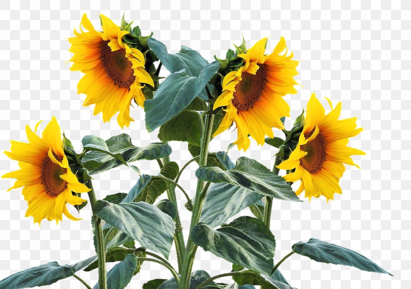 Common Sunflower Plant Sunflower Seed Clip Art, PNG, 960x677px, Common Sunflower, Annual Plant, Bud, Daisy Family, Flower Download Free