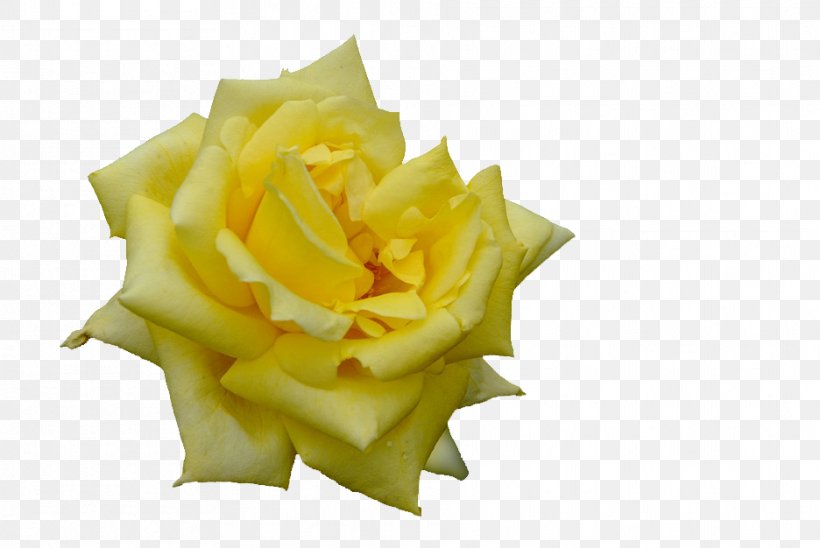 Garden Roses Garnish, PNG, 936x626px, Garden Roses, Flower, Garden, Garnish, Petal Download Free