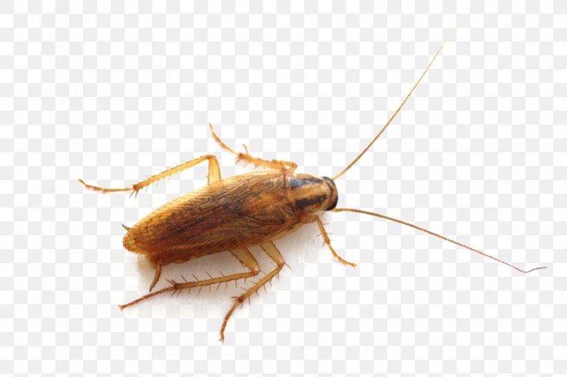 German Cockroach Insect Pest Control Bed Bug, PNG, 849x565px, Cockroach, American Cockroach, Arthropod, Bed Bug, Bed Bug Bite Download Free