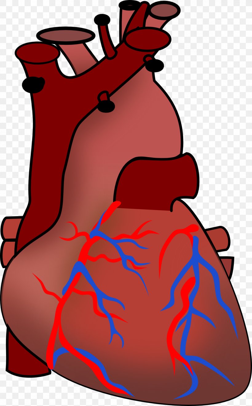 Heart Anatomy Human Body Clip Art, PNG, 1190x1920px, Watercolor, Cartoon, Flower, Frame, Heart Download Free